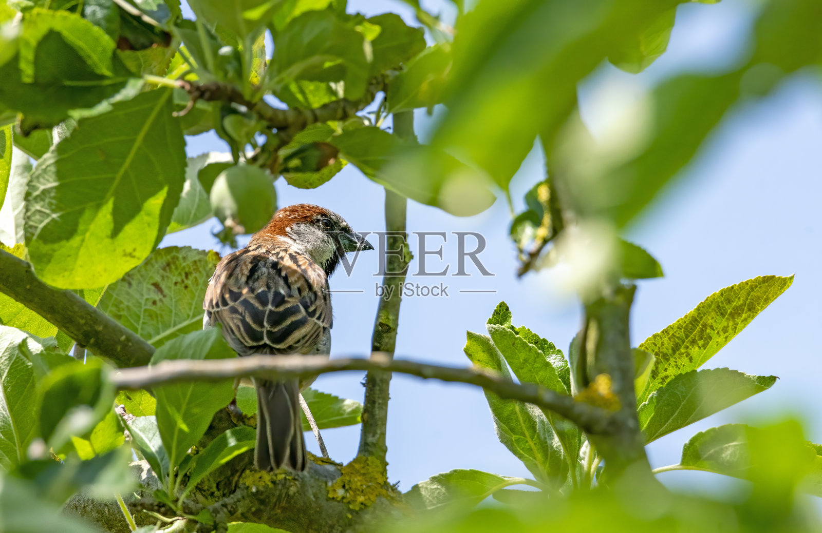 树枝上的麻雀照片摄影图片