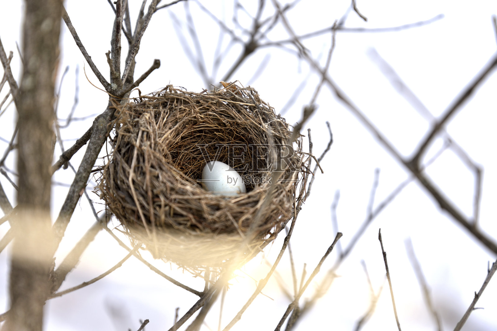 干树枝间的鸟巢。照片摄影图片