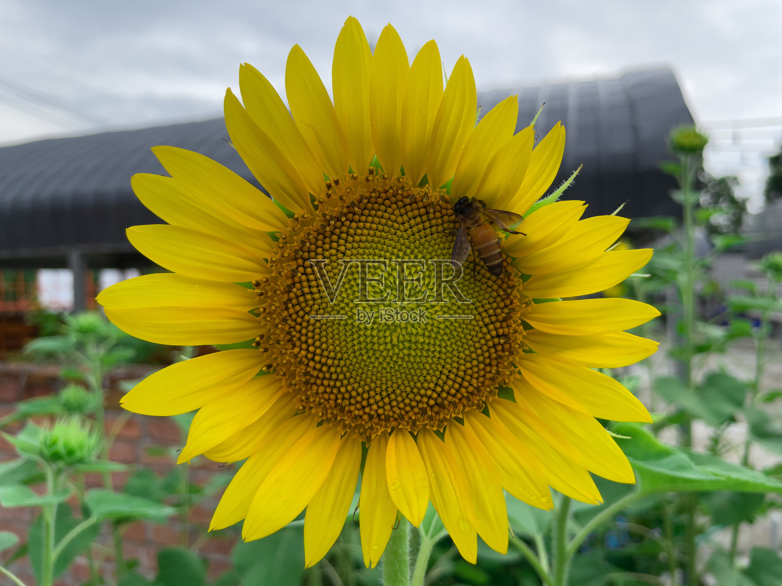 向日葵吸引昆虫。照片摄影图片