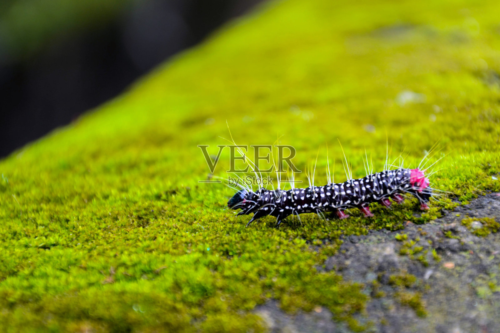 五颜六色的黑色毛毛虫爬在排水墙上的绿草上照片摄影图片