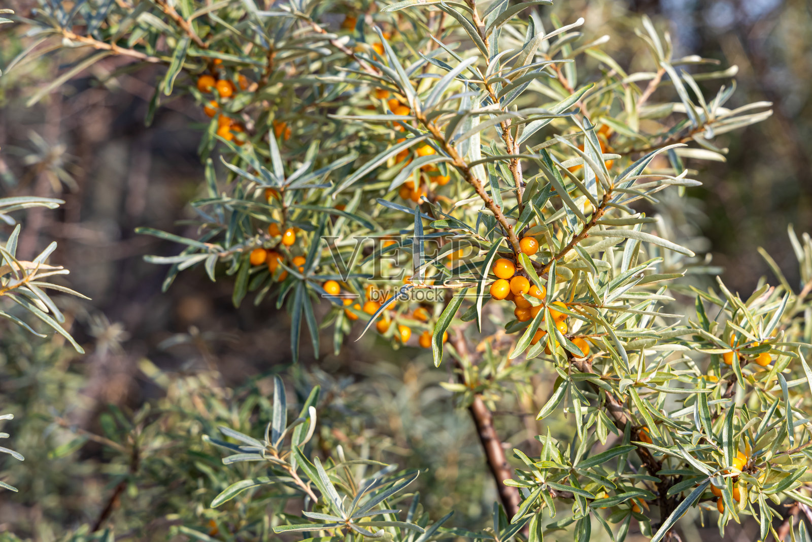 秋天的花园里，有一串桔黄色的成熟沙棘浆果，叶子是绿色的，背景是模糊的绿色照片摄影图片