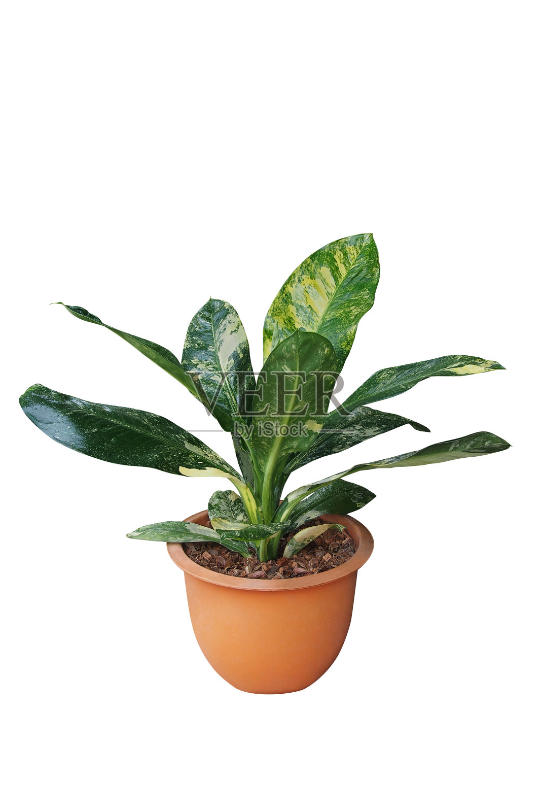 绿色黄色杂色的叶子与水滴罕见的Dieffenbachia(哑甘蔗)热带盆栽植物流行的叶子室内植物孤立在白色背景与修剪路径。照片摄影图片