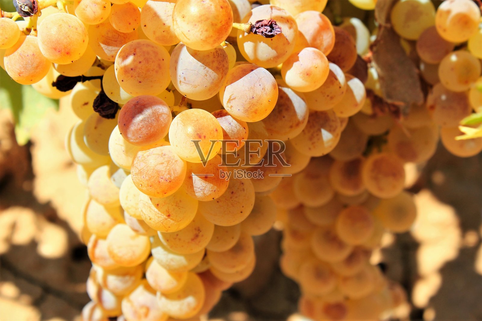 希腊阿提卡葡萄园里成熟的白葡萄。照片摄影图片