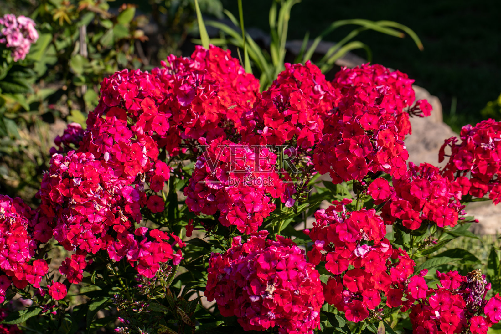 花园中红夹竹桃的开花枝照片摄影图片