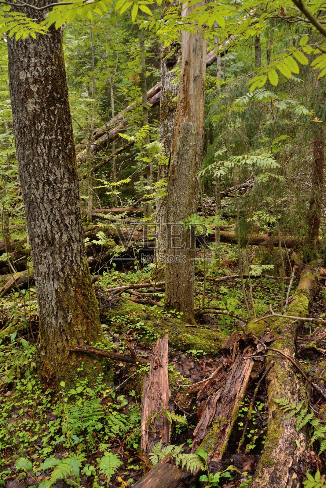 茂密森林里的老倒树照片摄影图片
