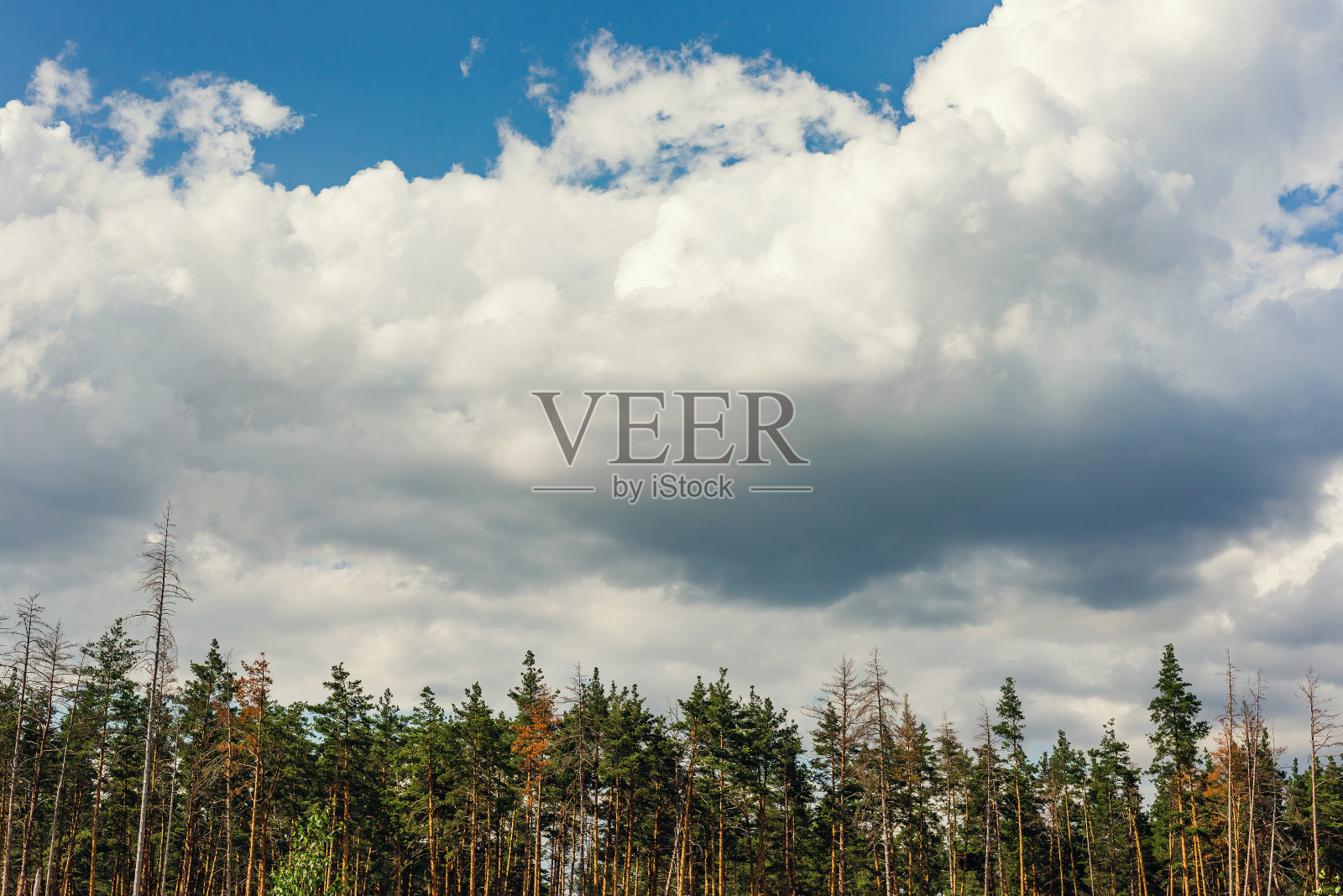 针叶林上的大片白云。雷暴是收集照片摄影图片