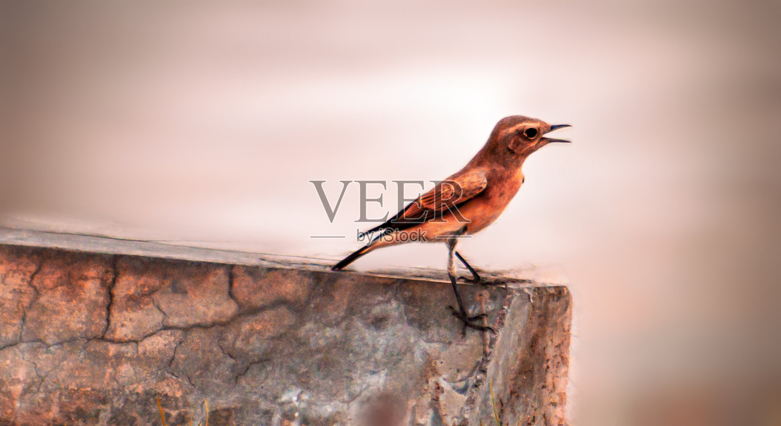 小鸟照片摄影图片