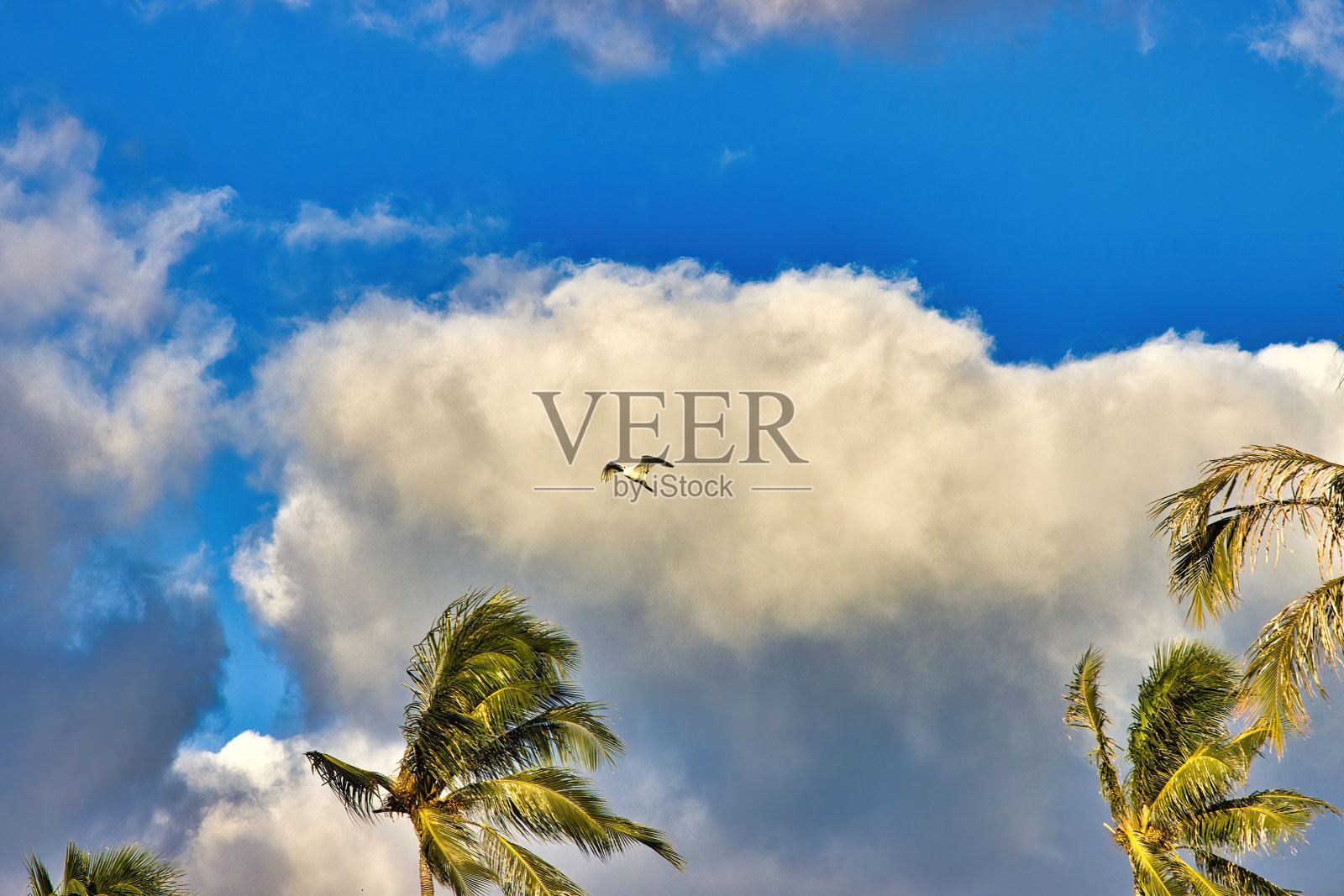 白鹭在白云和蓝天的衬托下飞翔。照片摄影图片