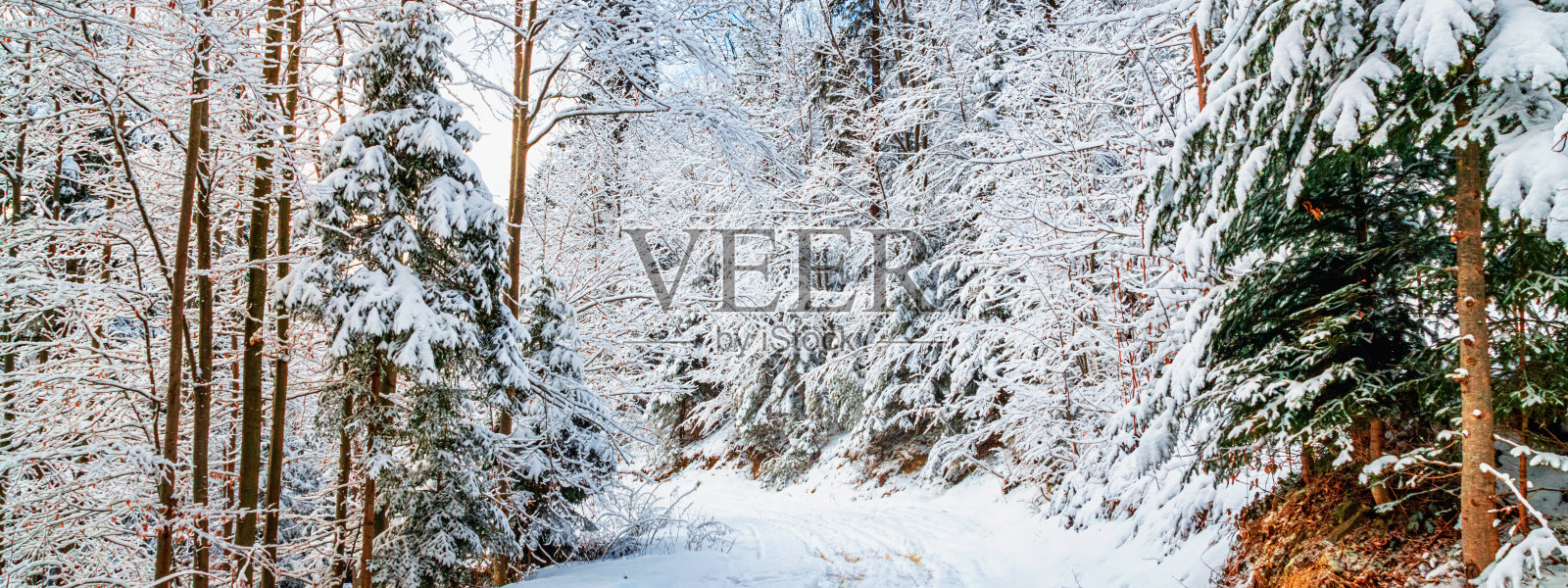 冬季景观，旗帜-视野的雪道在冬季山林照片摄影图片