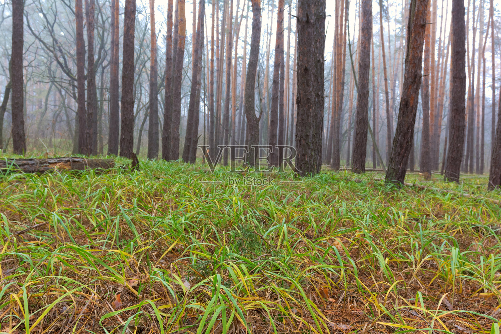 安静的秋天的森林照片摄影图片