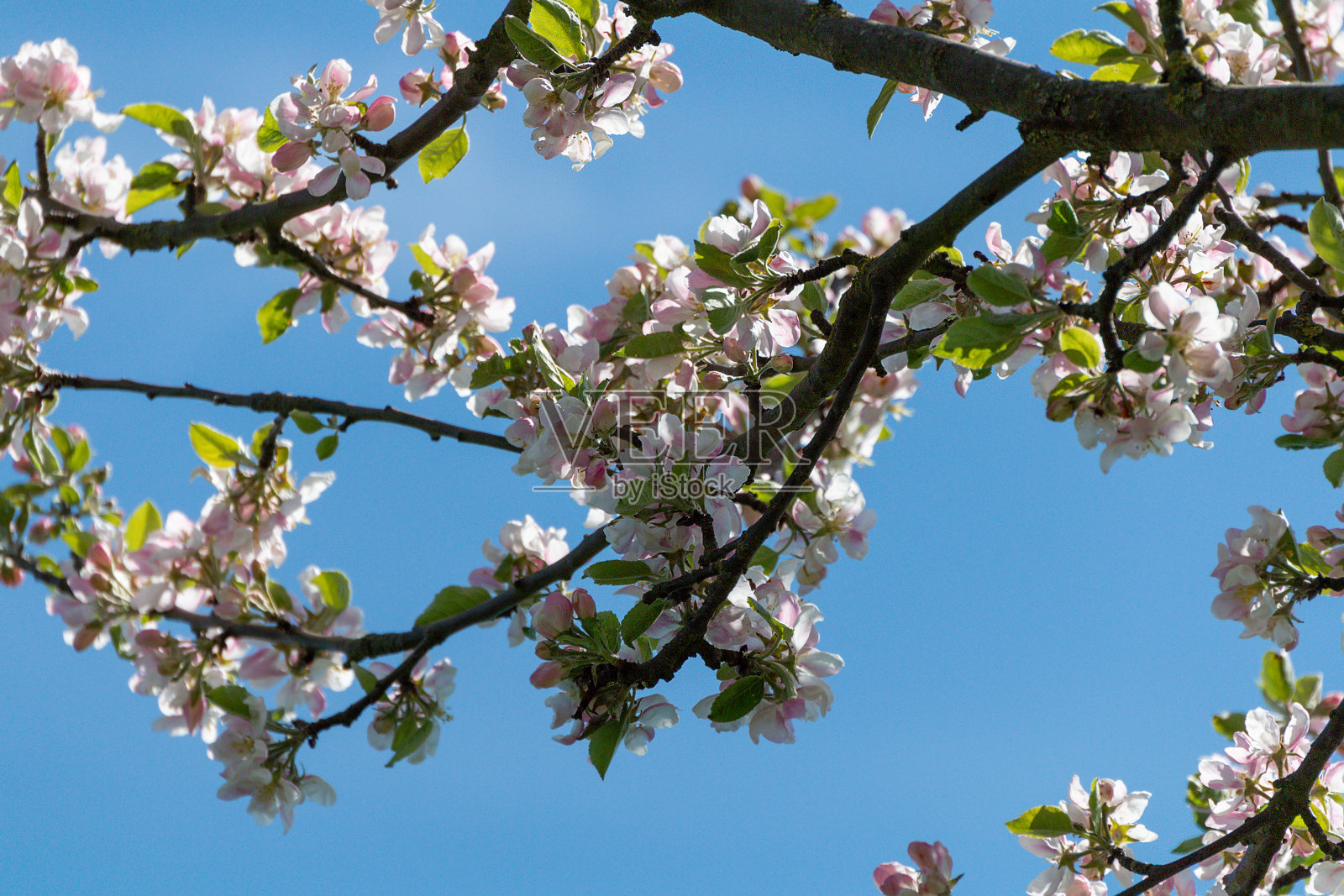 几个苹果花照片摄影图片
