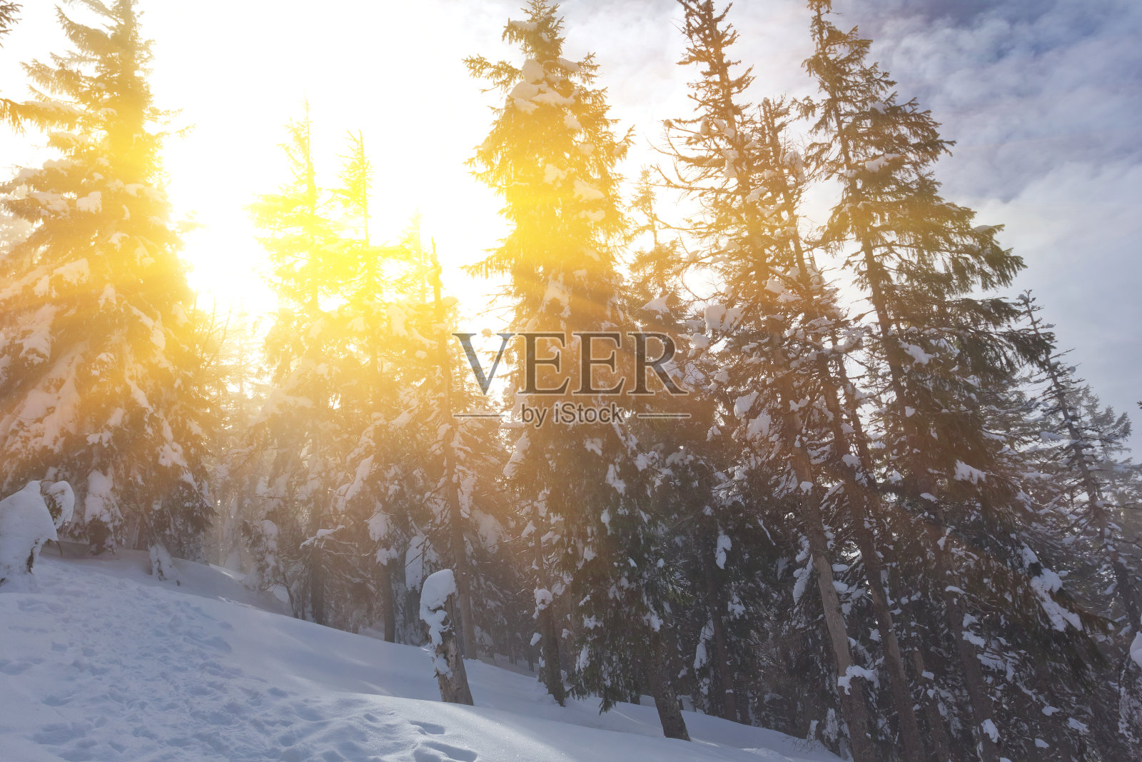 冬天的森林在阳光明媚的日子里照片摄影图片