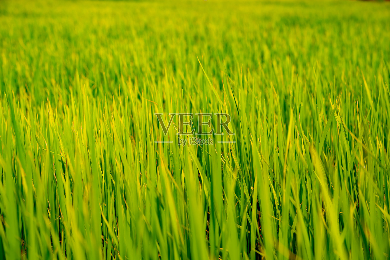 农村有机农田中的绿色稻田照片摄影图片