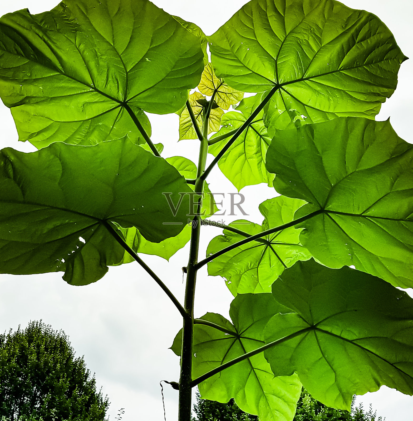 巨叶植物照片摄影图片