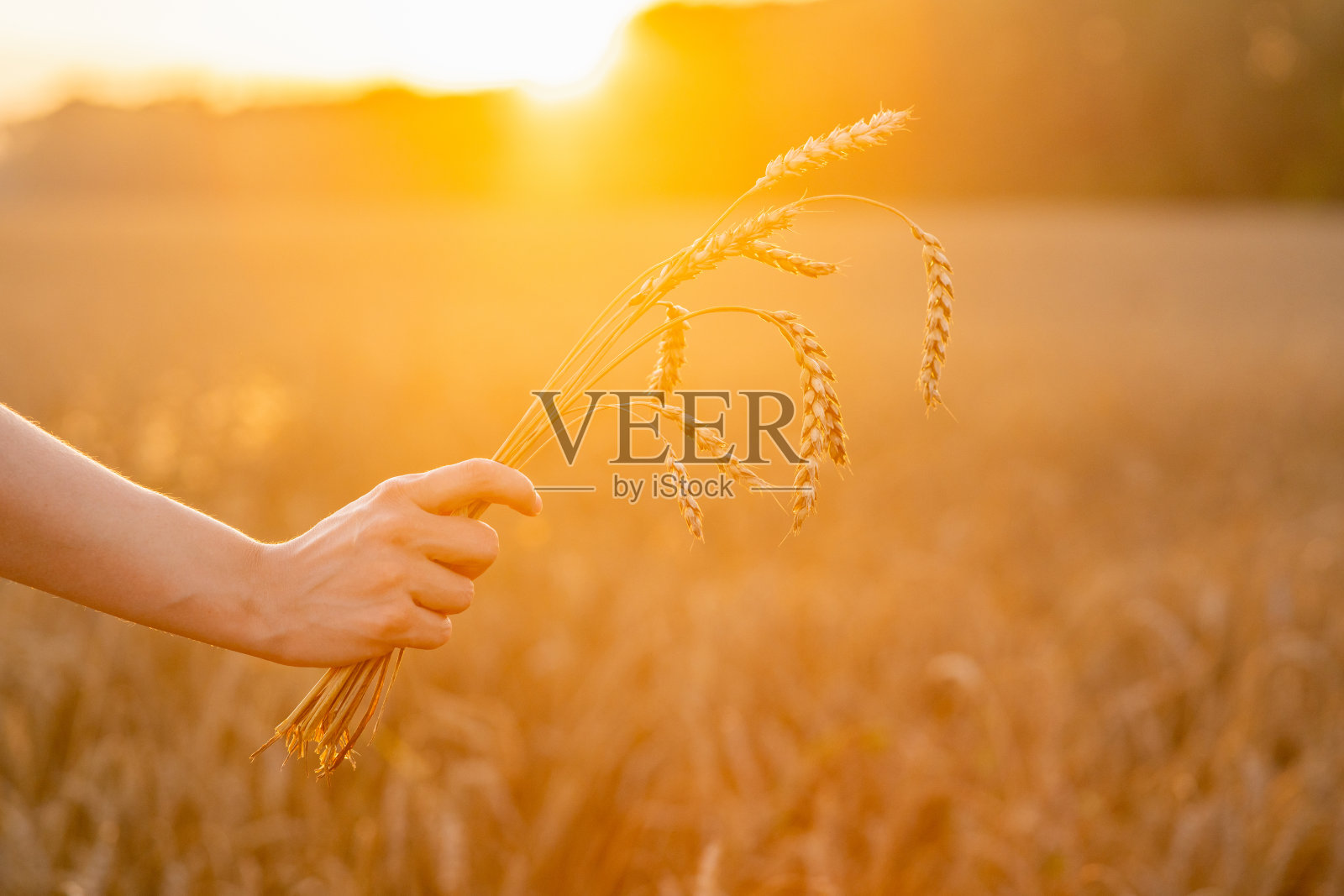 女人的手拿着一束成熟的金色小麦小穗，在美丽的夕阳的余晖中。有选择性的重点。浅景深。照片摄影图片