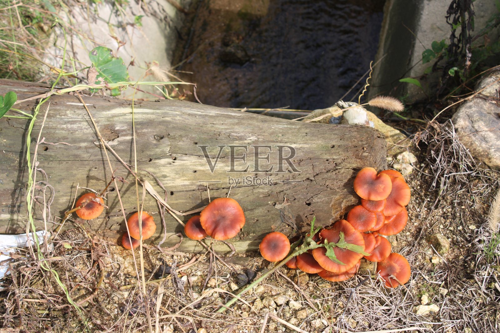 蘑菇在日志照片摄影图片