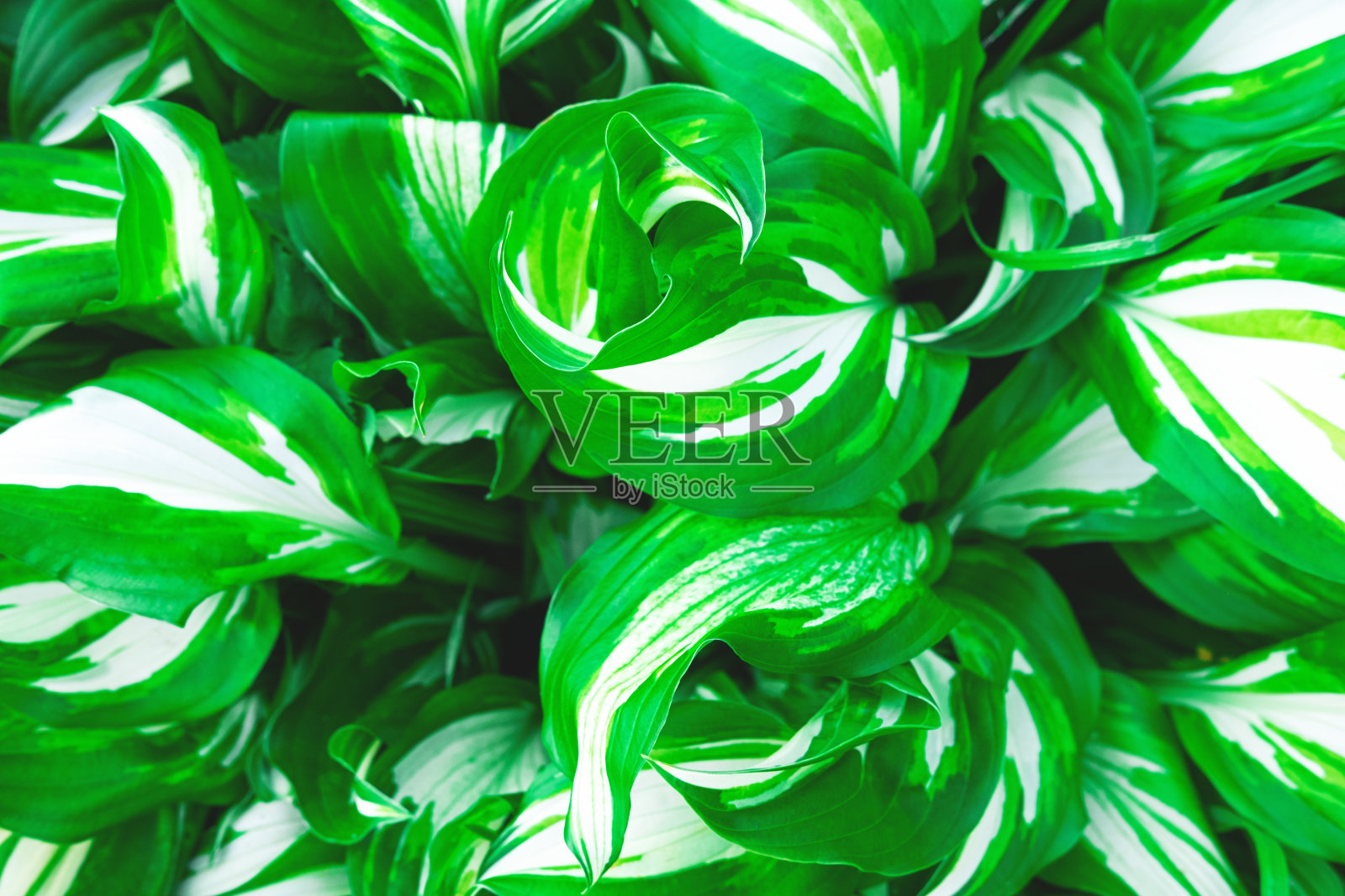 美丽的上面图片的新鲜叶子，绿色和白色的植物背景。照片摄影图片