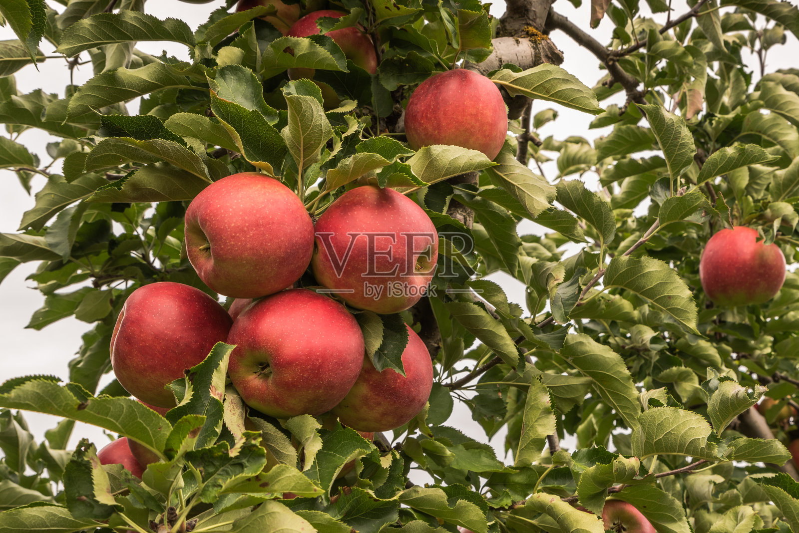 苹果树上有红苹果照片摄影图片
