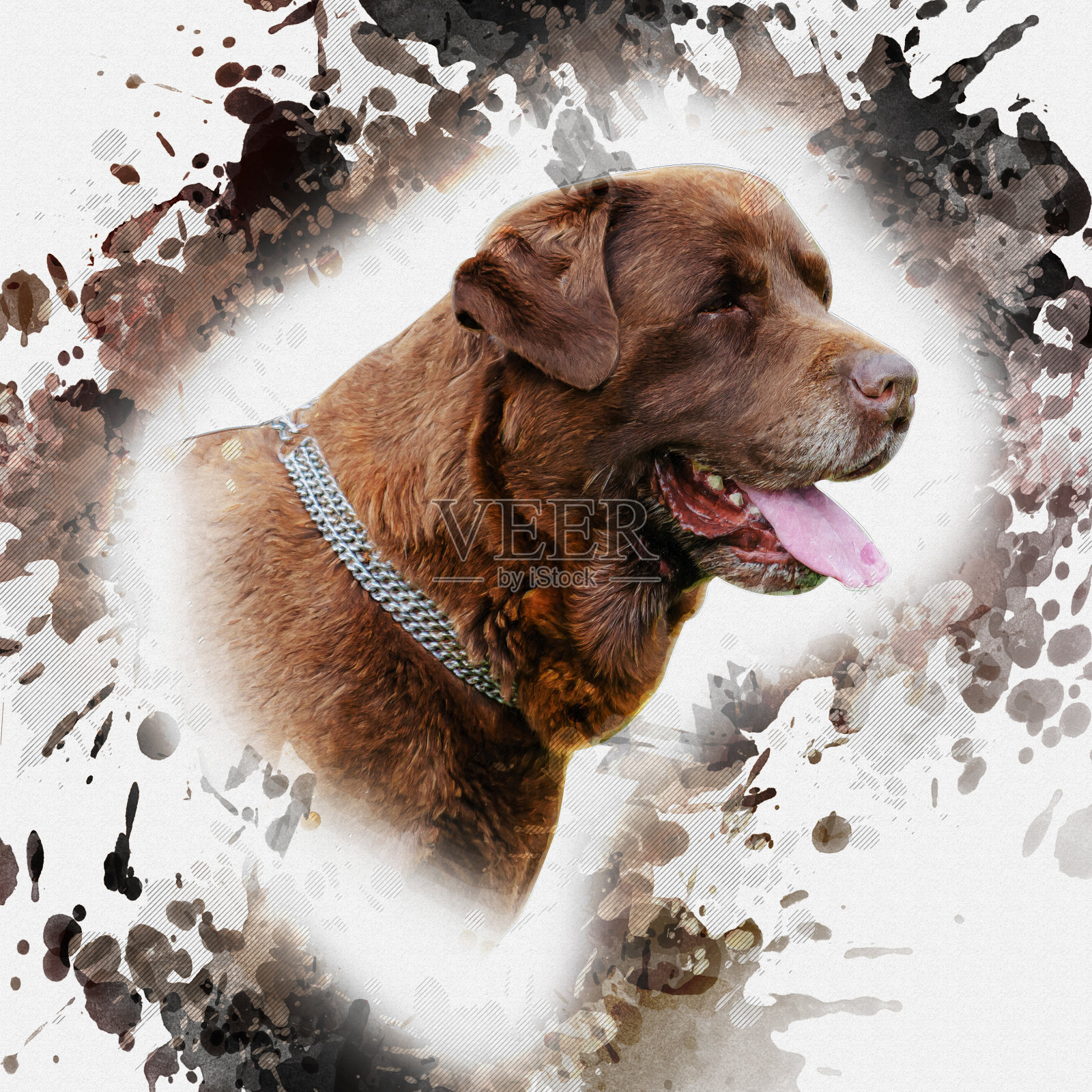 带金属项圈的棕色狗的肖像。巧克力labra的头照片摄影图片