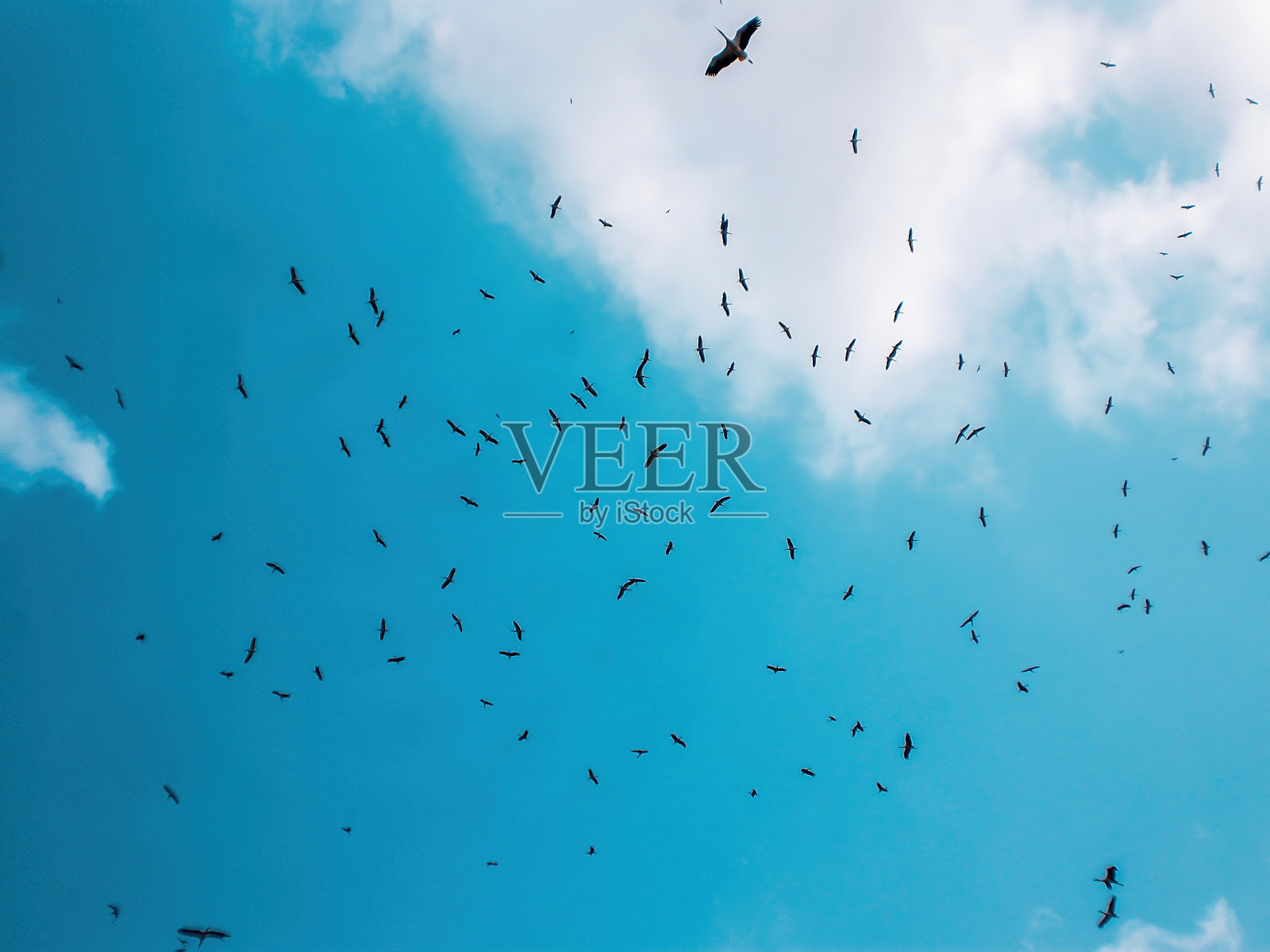 许多白鹳在蓝天白云下飞翔照片摄影图片