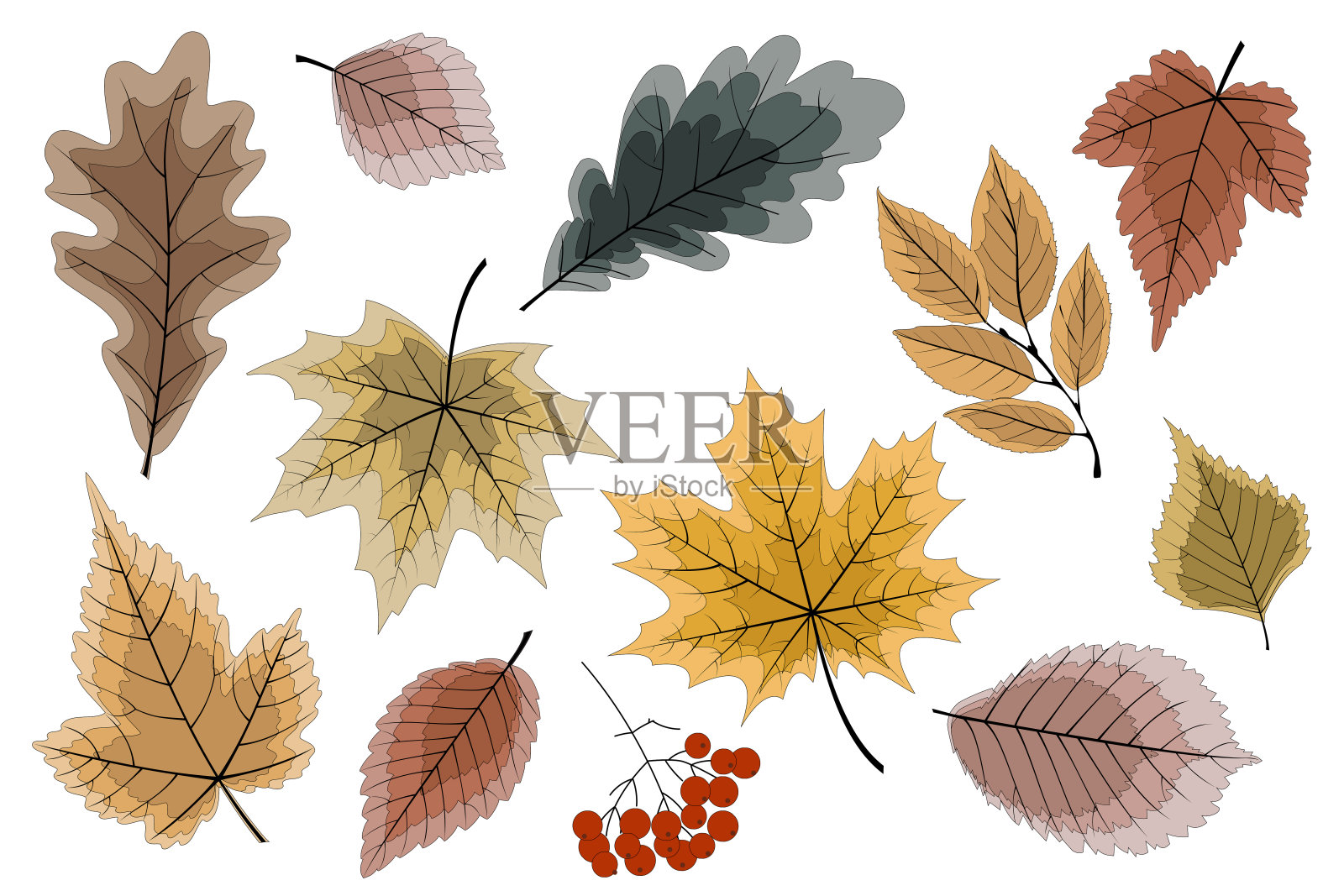 秋天的树叶和浆果插画图片素材