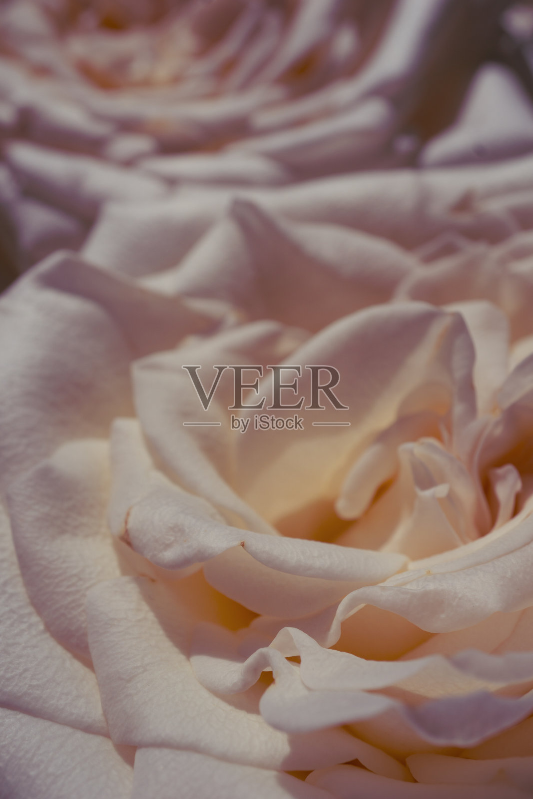 阳光下的玫瑰照片摄影图片