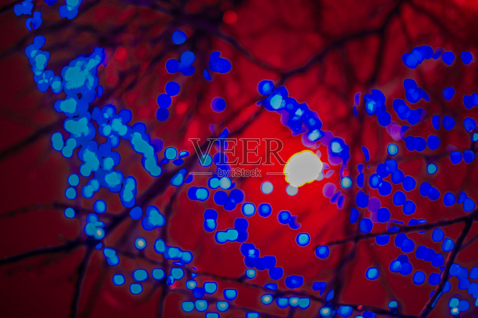 晚上挂在树上的蓝灯衬托出美丽的散景。照片摄影图片