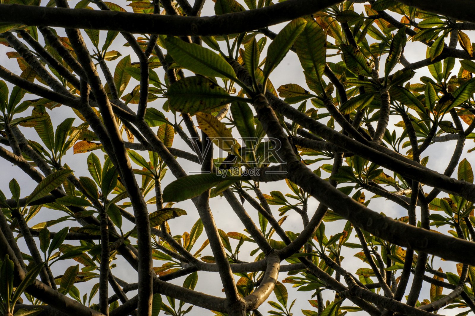 岛树照片摄影图片