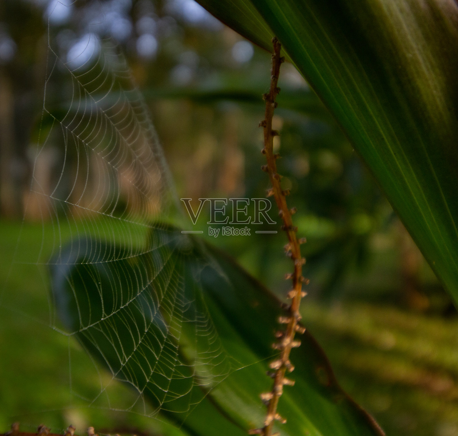 蜘蛛网照片摄影图片