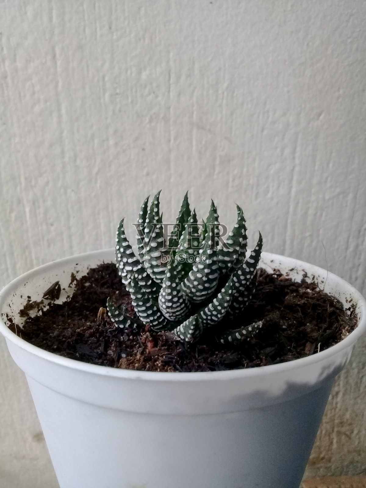 植物照片摄影图片