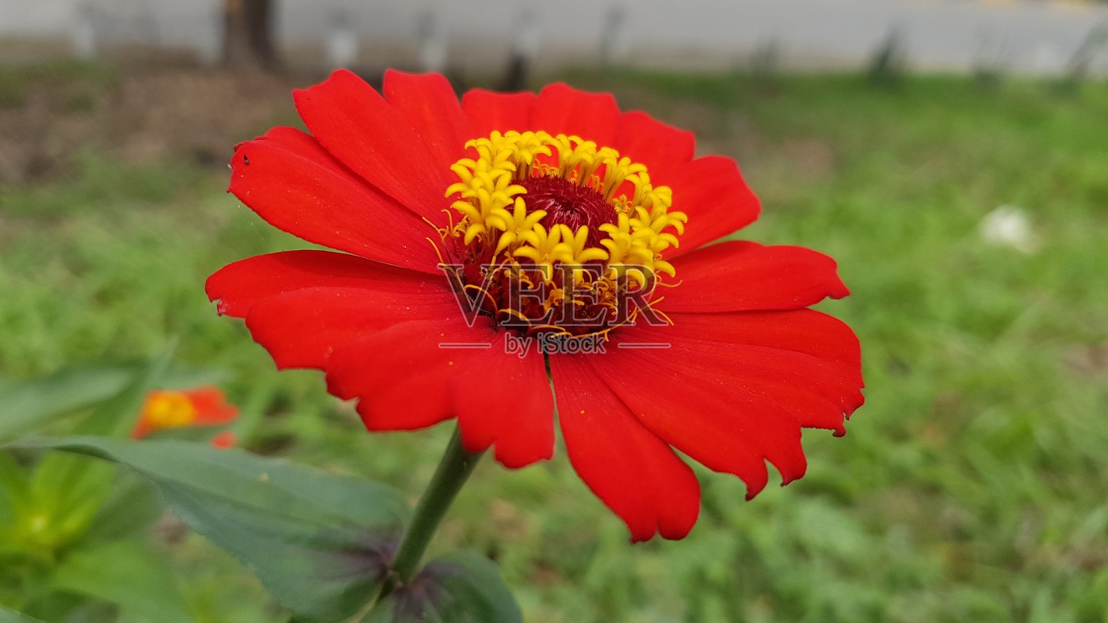 红色的花照片摄影图片