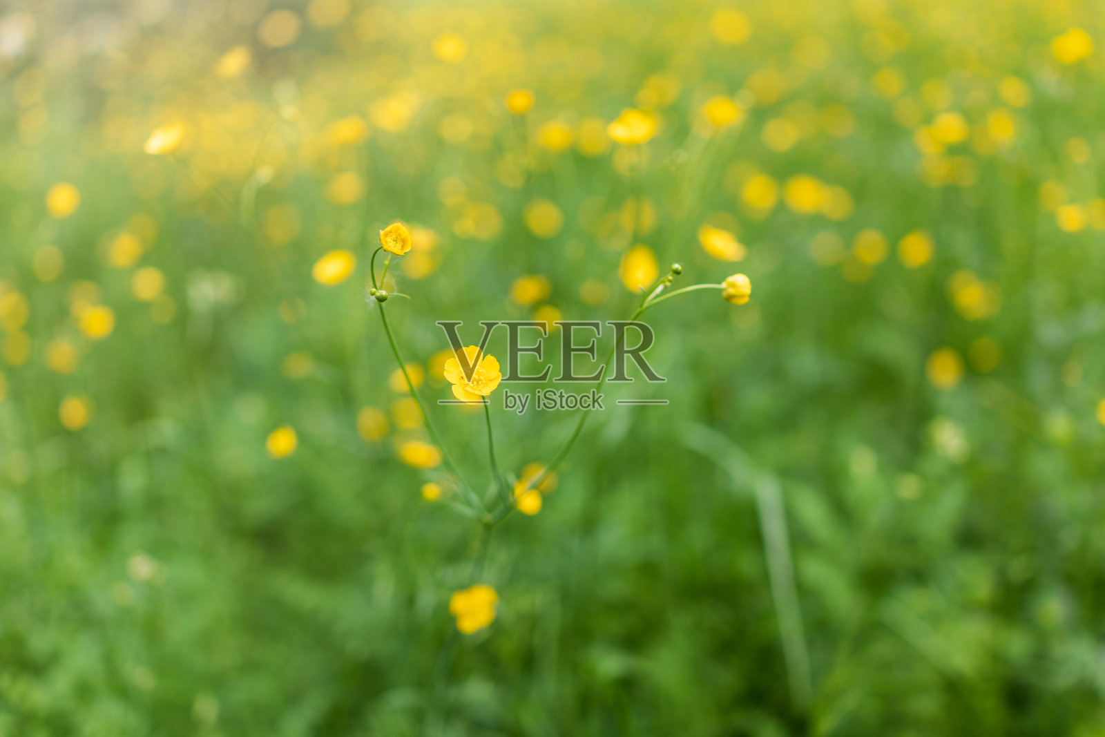 阳光下绿油油的草地上开着黄色的野花。夏季或春季的背景与复制空间。毛茛山毛茛属黄花。照片摄影图片