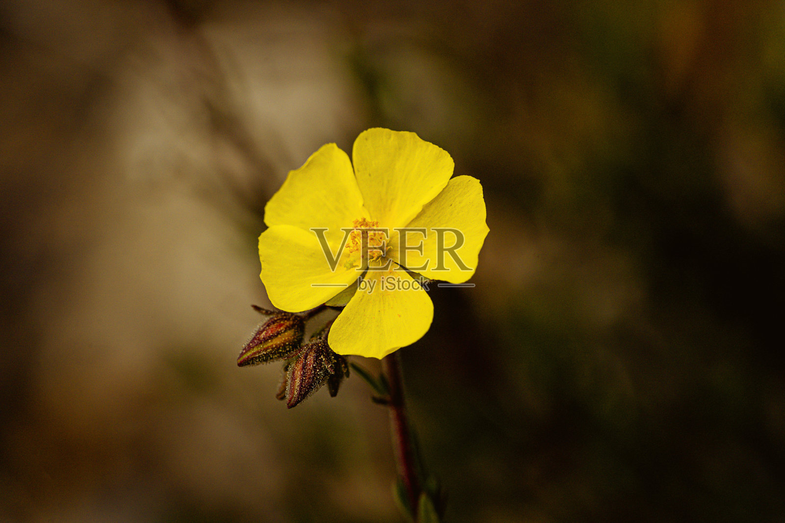 一个孤独的花照片摄影图片