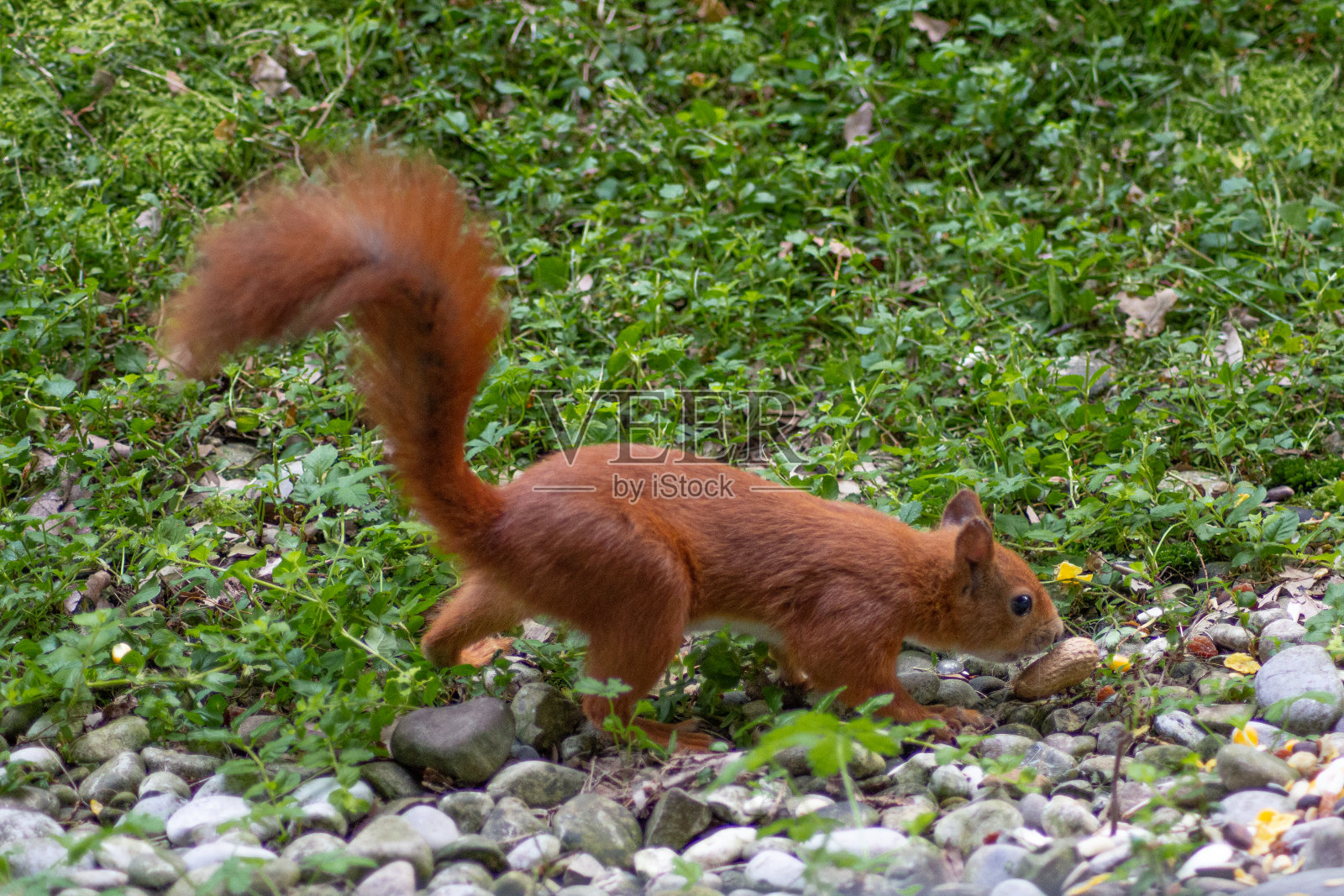松鼠照片摄影图片