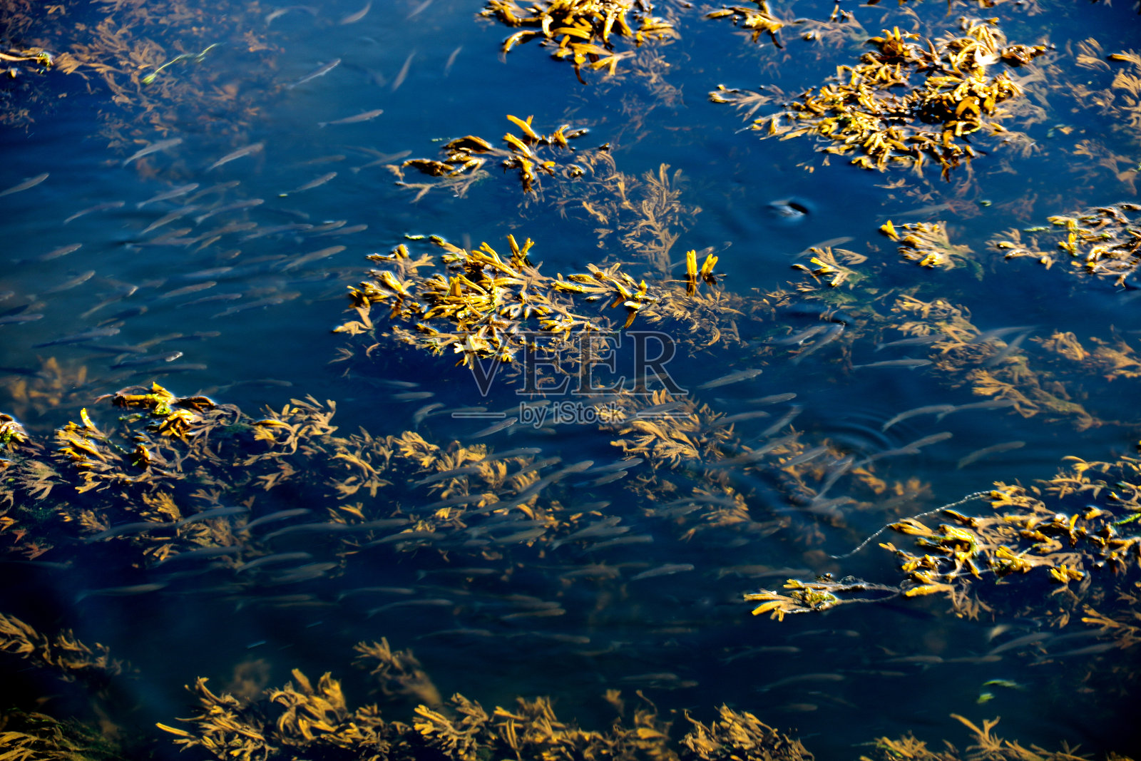 河口的海草和小鱼群照片摄影图片