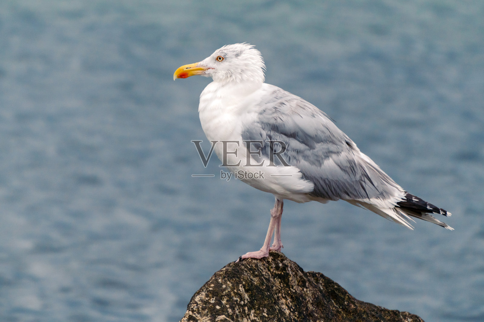 水平特写的成年欧洲鲱鱼鸥，Larus argentatus，与繁殖羽毛，坐在岩石与波罗的海的背景。栖息在自然栖息地的海岸鸟。波罗的海的野生动物。照片摄影图片