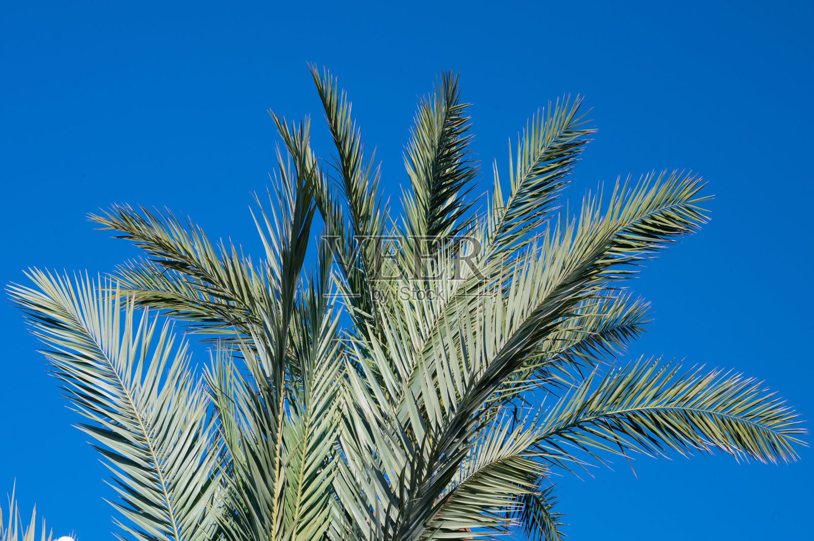 棕榈叶衬着蓝天照片摄影图片