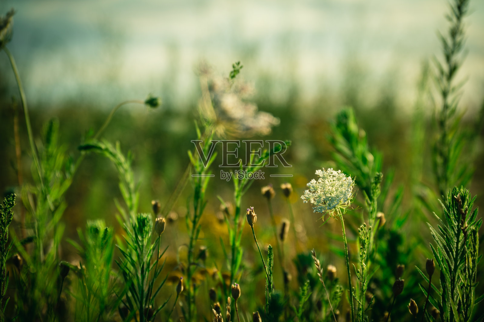 野生动物照片摄影图片