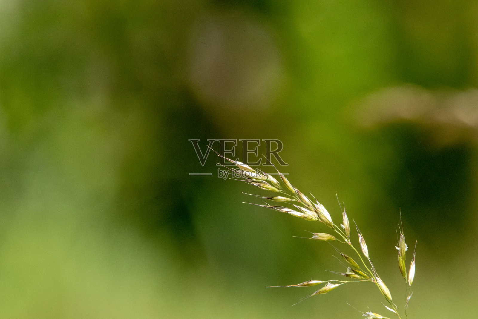 草照片摄影图片