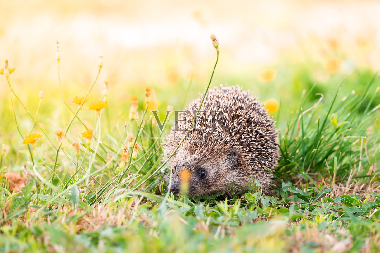 刺猬在草地上。照片摄影图片