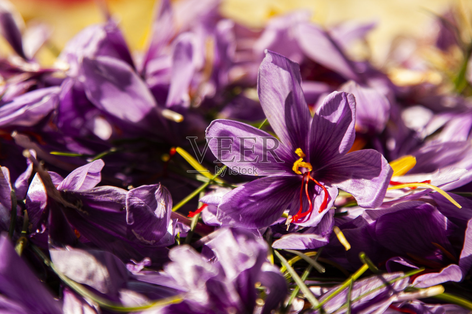 藏红花照片摄影图片