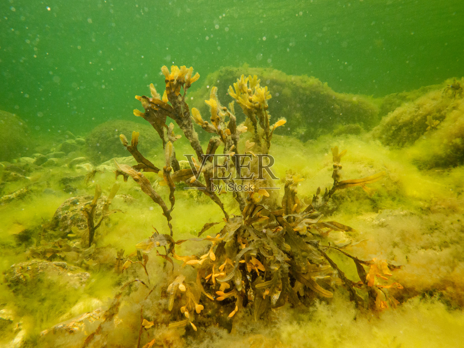 黑角藻，俗称黑角藻、黑唐角藻、岩角藻、黑角藻、海栎、剪草、染角藻、红角藻和岩角藻照片摄影图片