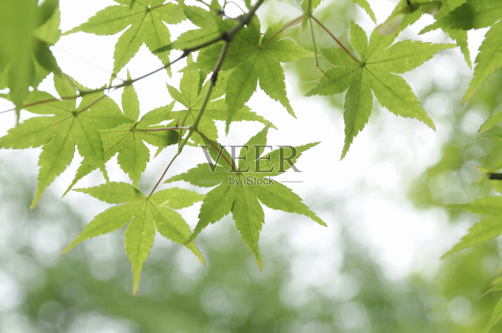 枫木照片摄影图片