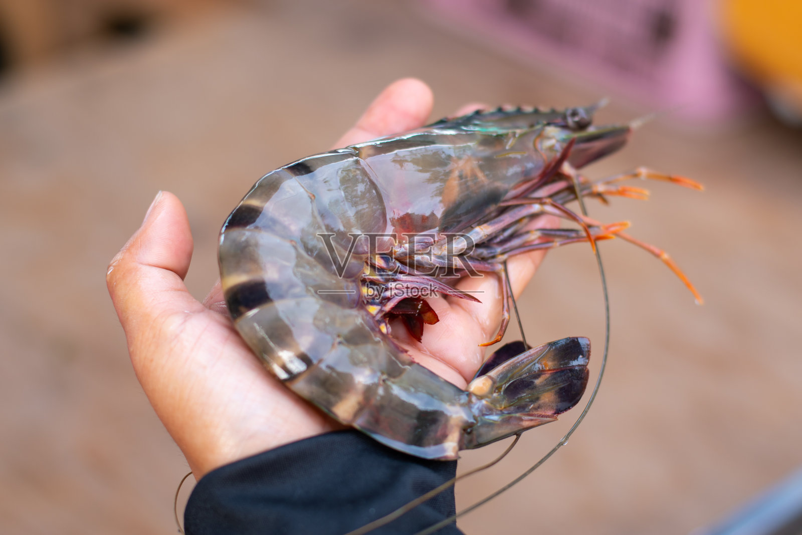 老虎虾照片摄影图片