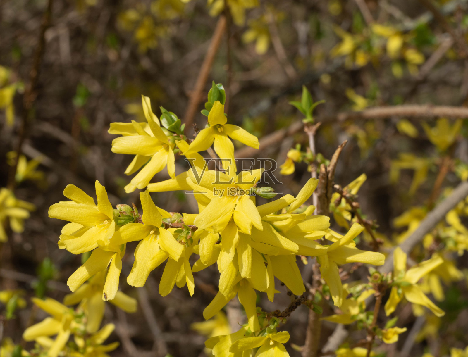 在连翘灌木上开花照片摄影图片