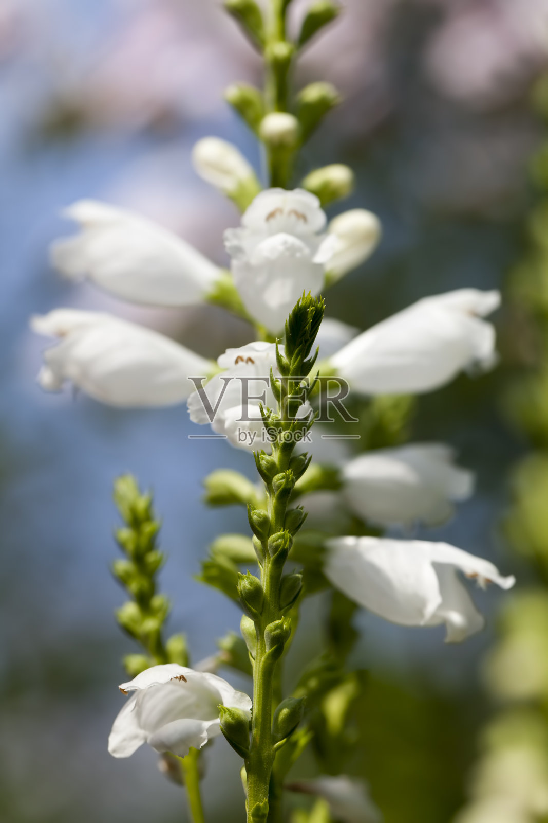春天开白色的花照片摄影图片