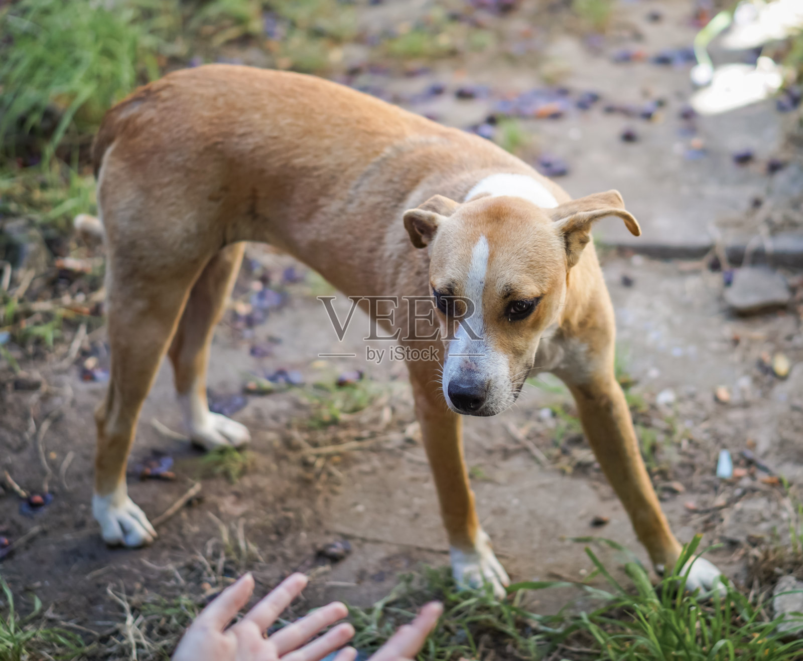 受惊的狗得到帮助照片摄影图片