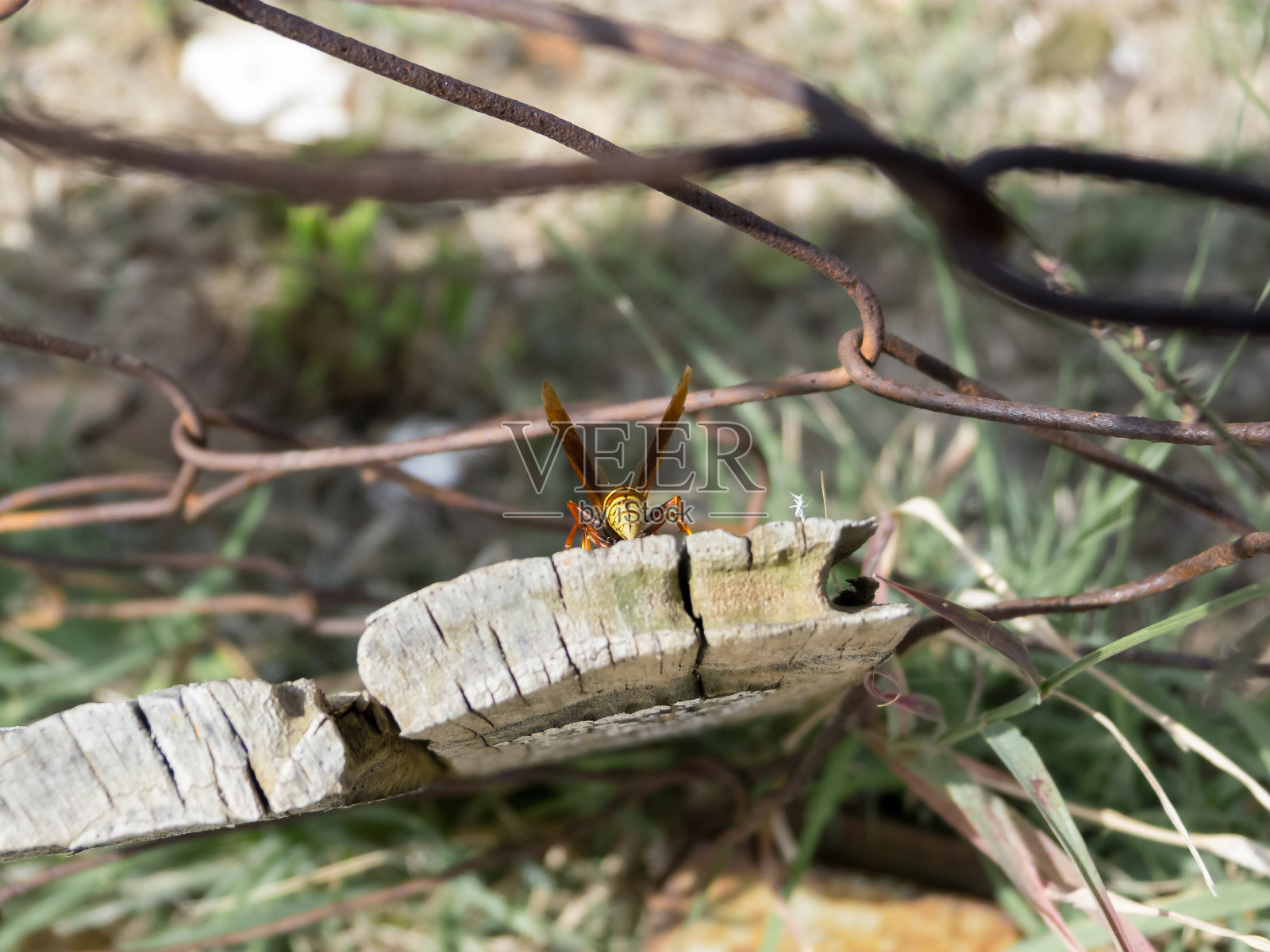 黄蜂在后面的木板上照片摄影图片