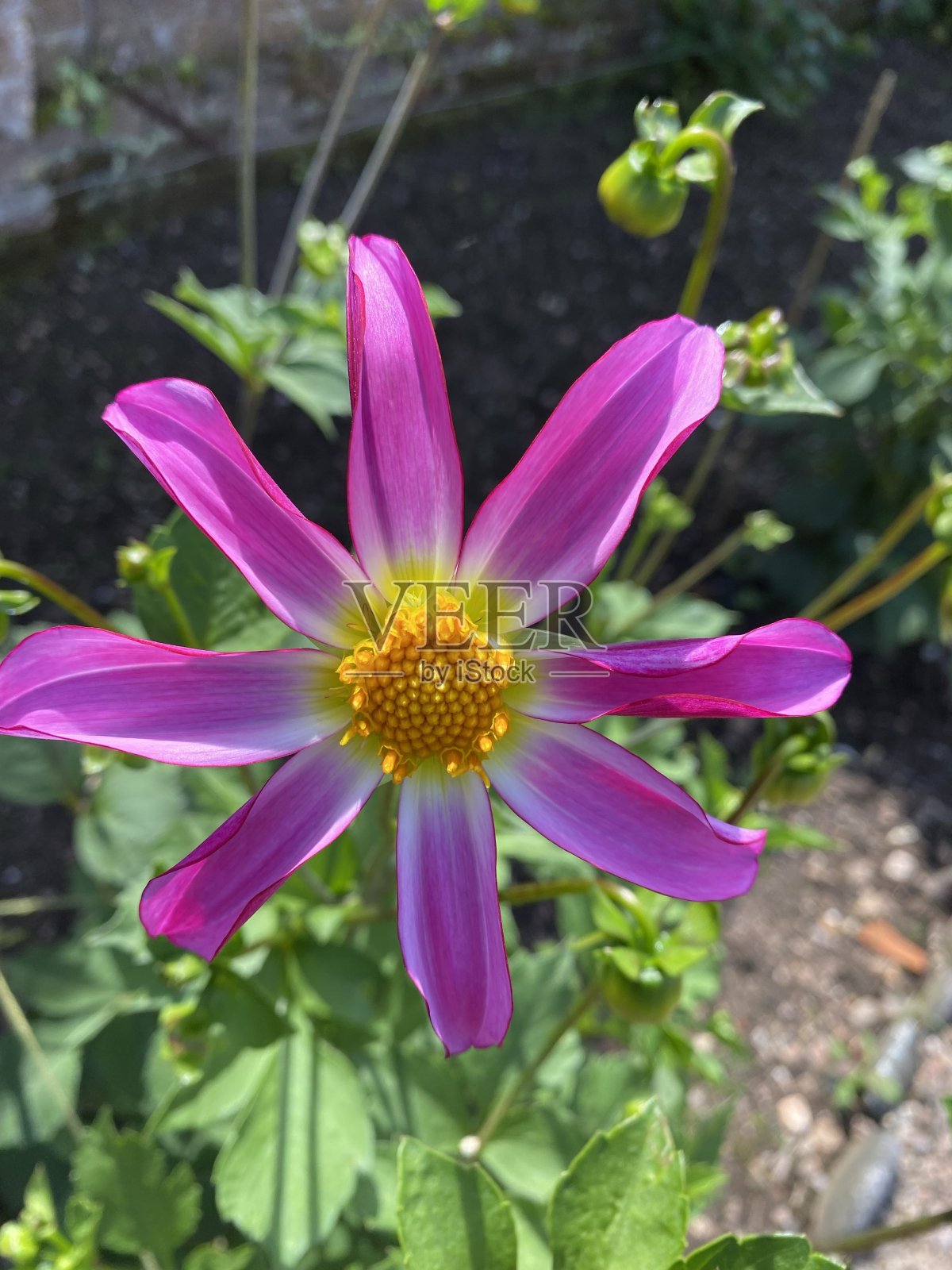 大丽花honka粉红色照片摄影图片