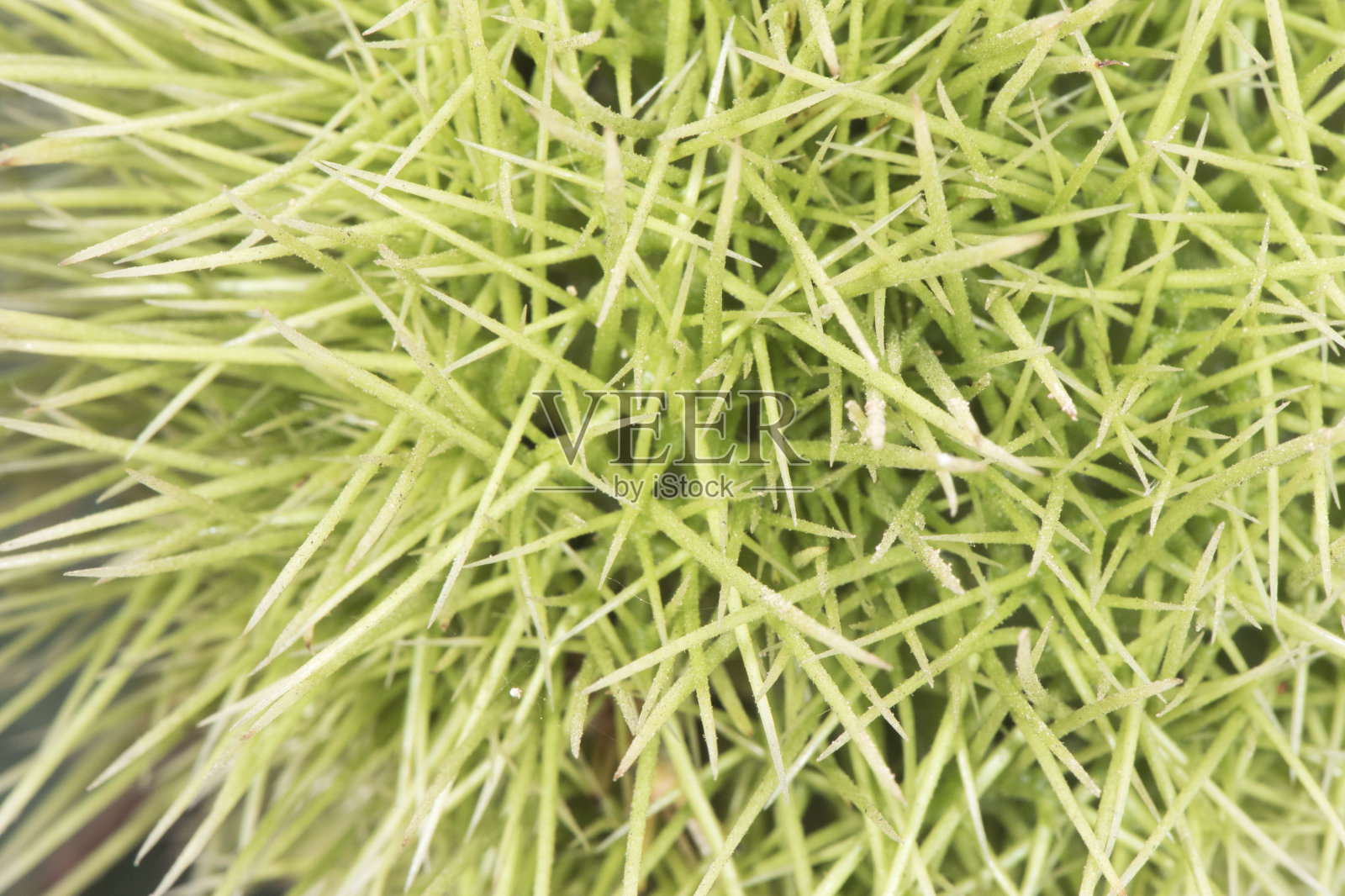 板栗绿色多刺覆盖板栗，叶片绿色，有闪光支持自然采光照片摄影图片